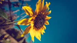 A Single Dark Sunflower Blooming Amidst The Tall Grass. Wallpaper