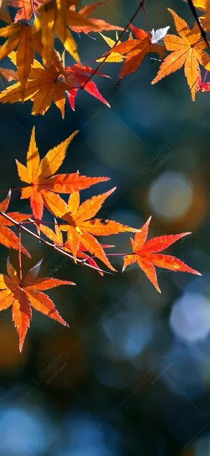 A Single Leaf Changes To Its Autumn Colors As The Season Progresses. Wallpaper