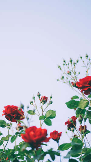 A Single Rose Blooming For An Unforgettable Moment Wallpaper