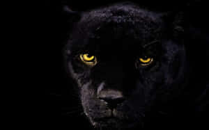 A Sleek And Powerful Black Jaguar In Its Natural Element Wallpaper