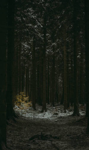 A Slender Silhouette In The Dark Forest Wallpaper