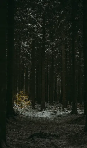 A Slender Silhouette In The Dark Forest Wallpaper