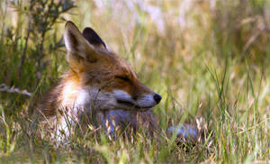 A Sly Fox Naps In The Grass Wallpaper