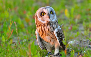 A Small And Adorable Baby Owl Sits In Its Natural Habitat. Wallpaper