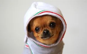 A Small Dog Wearing A Hoodie Wallpaper