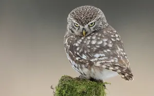 A Small Owl Is Sitting On Top Of A Mossy Stump Wallpaper