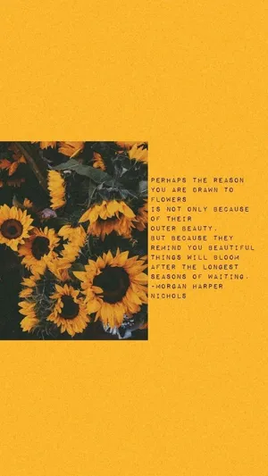 A Small Sunflower Shining Brightly Wallpaper