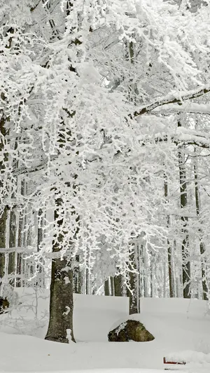 A Snow Covered Forest With A Bench Wallpaper