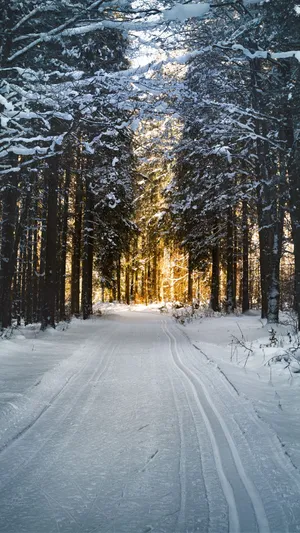 A Snow Covered Path In The Forest Wallpaper