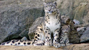 A Snow Leopard Relaxing In The Snow Wallpaper