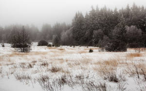 A Snowy Field With Trees And A Bench Wallpaper