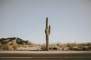 A Solitary Cactus Along A Winding Desert Road Wallpaper