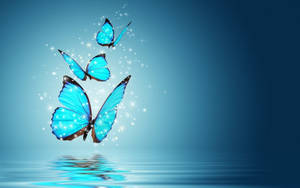 A Sparkling Blue Butterfly Enjoying The Sun Wallpaper