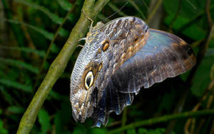 A Speckled Butterfly Poses On A Delicate Stem Wallpaper