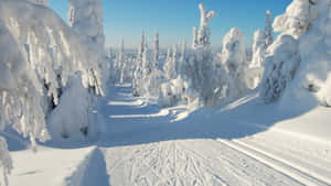 A Spectacular Winter Scene Wallpaper