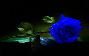 A Stunning Blue Rose, Symbolizing The Rare And Mysterious. Wallpaper