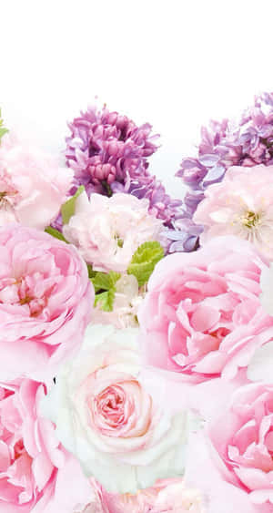 A Stunning Iphone Background Featuring A Gorgeous Pink Peony. Wallpaper