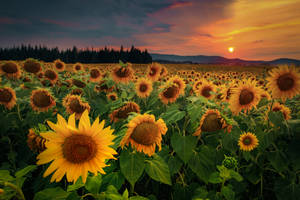 A Stunning Sunset View Of An Expansive Sunflower Field Wallpaper