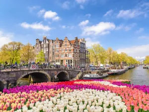 A Stunning View Of Amsterdam During The Blooming Of Its Tulip Fields In The Spring. Wallpaper