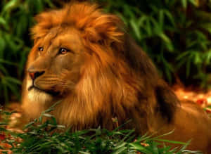 A Stylized Abstract Lion Roaring Majestically Wallpaper