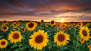 A Sun-drenched Field Of Sunflowers Basking In A Dreamy Pink Sunset Wallpaper