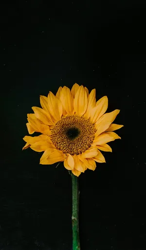 A Sunflower On A Black Background Wallpaper