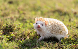 A Sweet Little Hedgehog Giving A Gentle Hug. Wallpaper