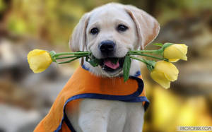 A Sweet Smile From This Happy Pup Wallpaper