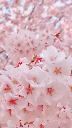 A Swirling Sea Of Pink Petals Wallpaper