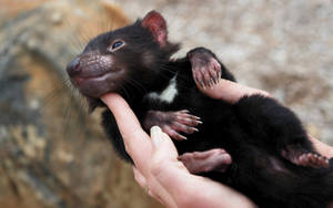 A Tasmanian Devil Enjoys A Relaxing Day Wallpaper