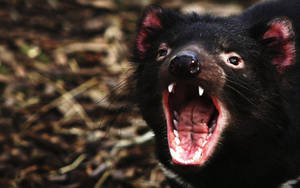 A Tasmanian Devil Featured In Its Natural Environment Wallpaper