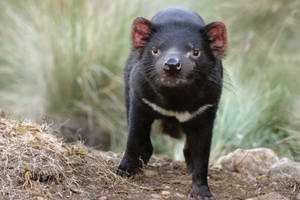 A Tasmanian Devil Foraging At Dusk Wallpaper