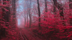 A Tranquil Red Forest Landscape In Autumn Wallpaper