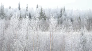 A Tranquil Snow-covered Forest During Winter Wallpaper