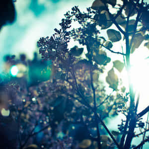 A Tree With Flowers Wallpaper