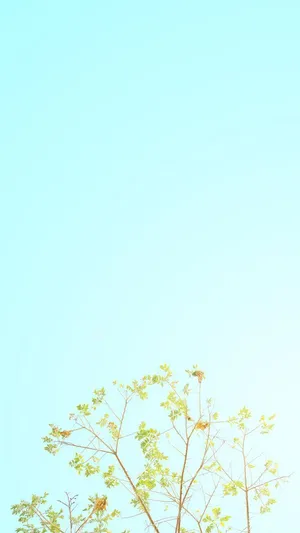 A Tree With Leaves In The Sky Wallpaper