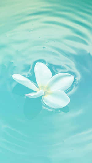 A Turquoise Iphone 12 Pro In White Leather Case Wallpaper