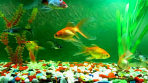 A Variety Of Fish Swimming In A Colorful Aquarium Wallpaper