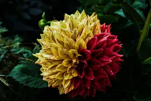 A Vibrant Dahlia Bringing Colorful Joy Wallpaper
