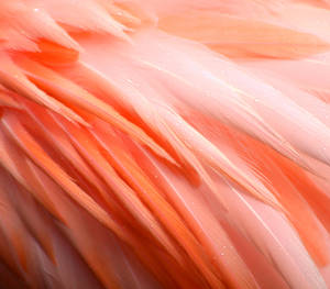 A Vibrant Flamingo Feather Up Close Wallpaper