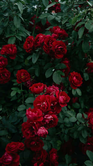 A Vibrant Red Flower Aesthetic To Brighten Up Your Day Wallpaper