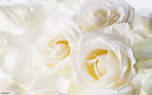 A Vibrant White Rose Captures Attention In The Garden Wallpaper