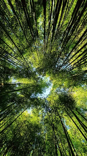 A View Of A Bamboo Forest From The Top Wallpaper