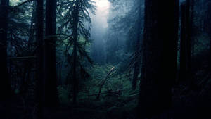 A View Of A Dark Forest During The Daylight Wallpaper