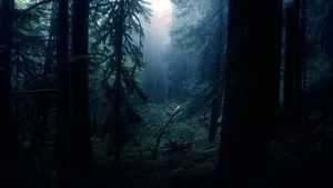 A View Of A Dark Forest During The Daylight Wallpaper