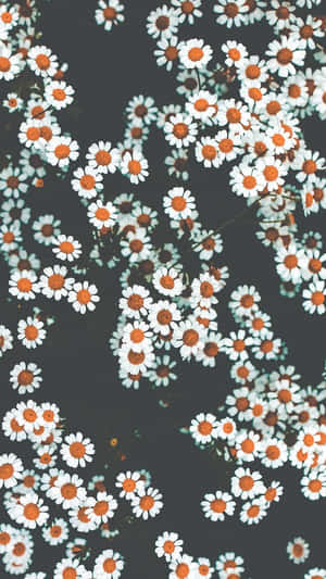 A White And Orange Flower Pattern On A Black Background Wallpaper