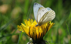 A White Butterfly Visits A Pink Flower Wallpaper