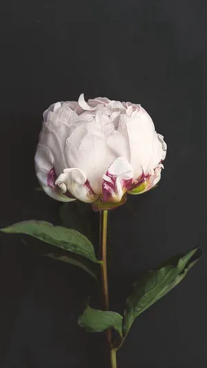 A White Flower On A Black Background Wallpaper