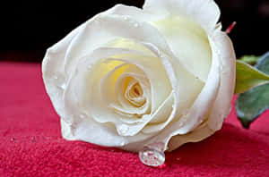 A White Rose On A Red Cloth Wallpaper