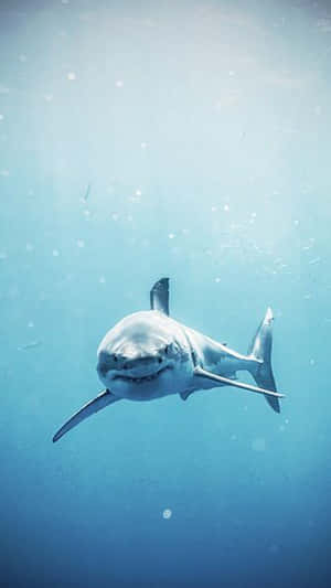 A White Shark Swimming In The Ocean Wallpaper
